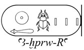 Amenophis II