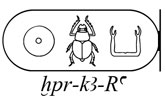 Sesostris I