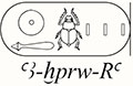 Krnungsname Amenophis II