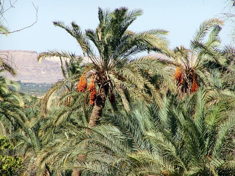 Bahriya